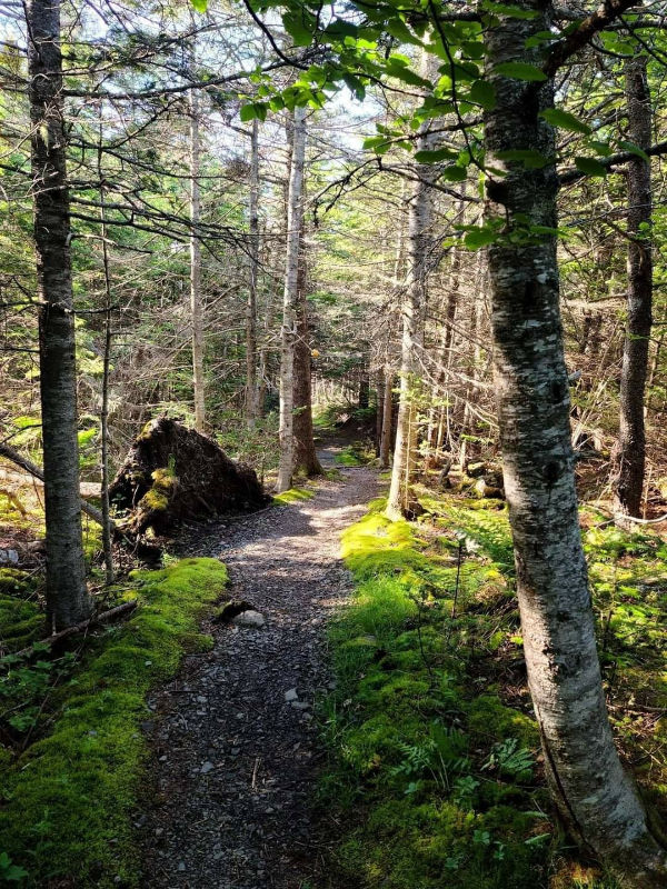 Red Trail | a path through a wooded area